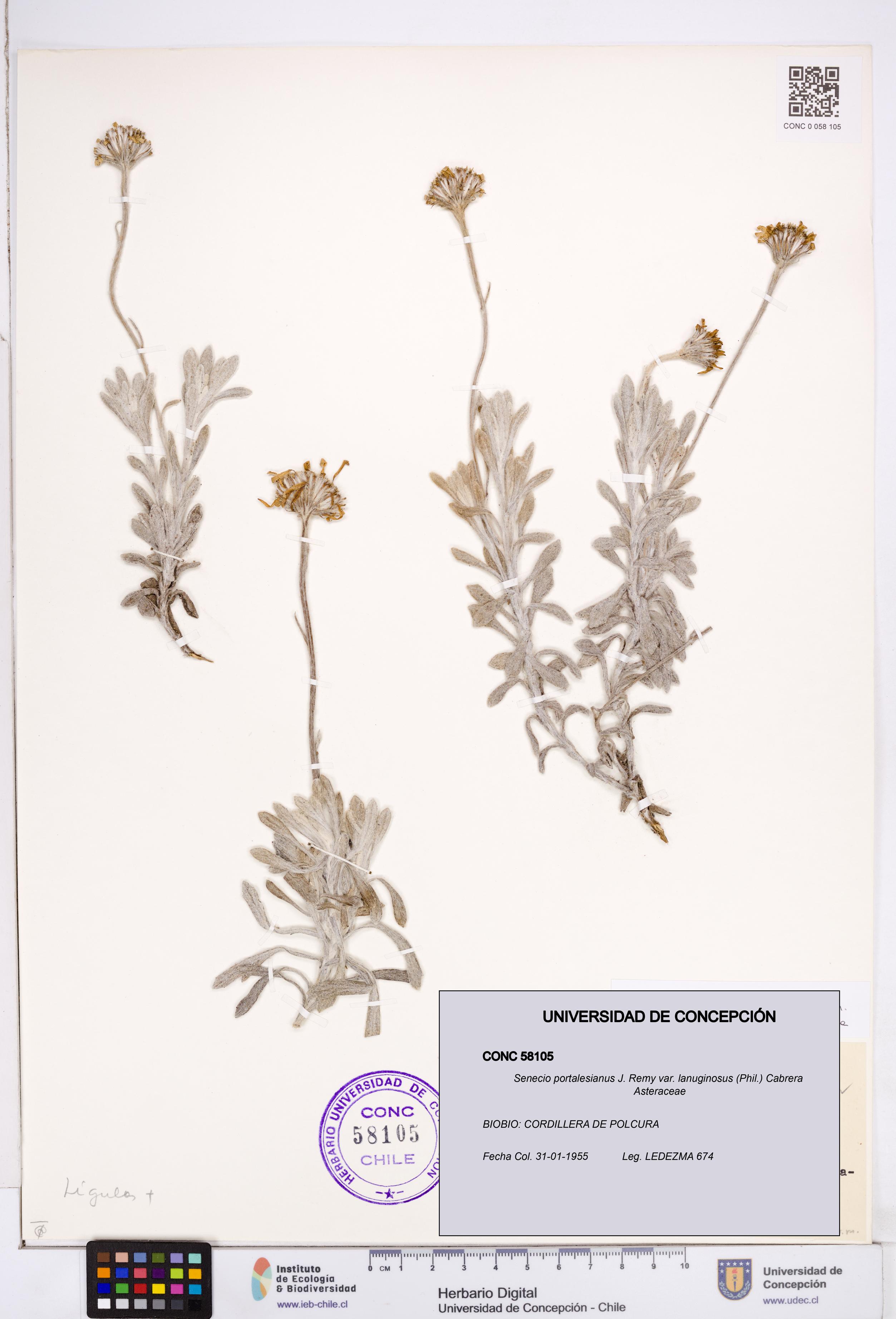 Senecio portalesianus var. lanuginosus [Espécimen: ]