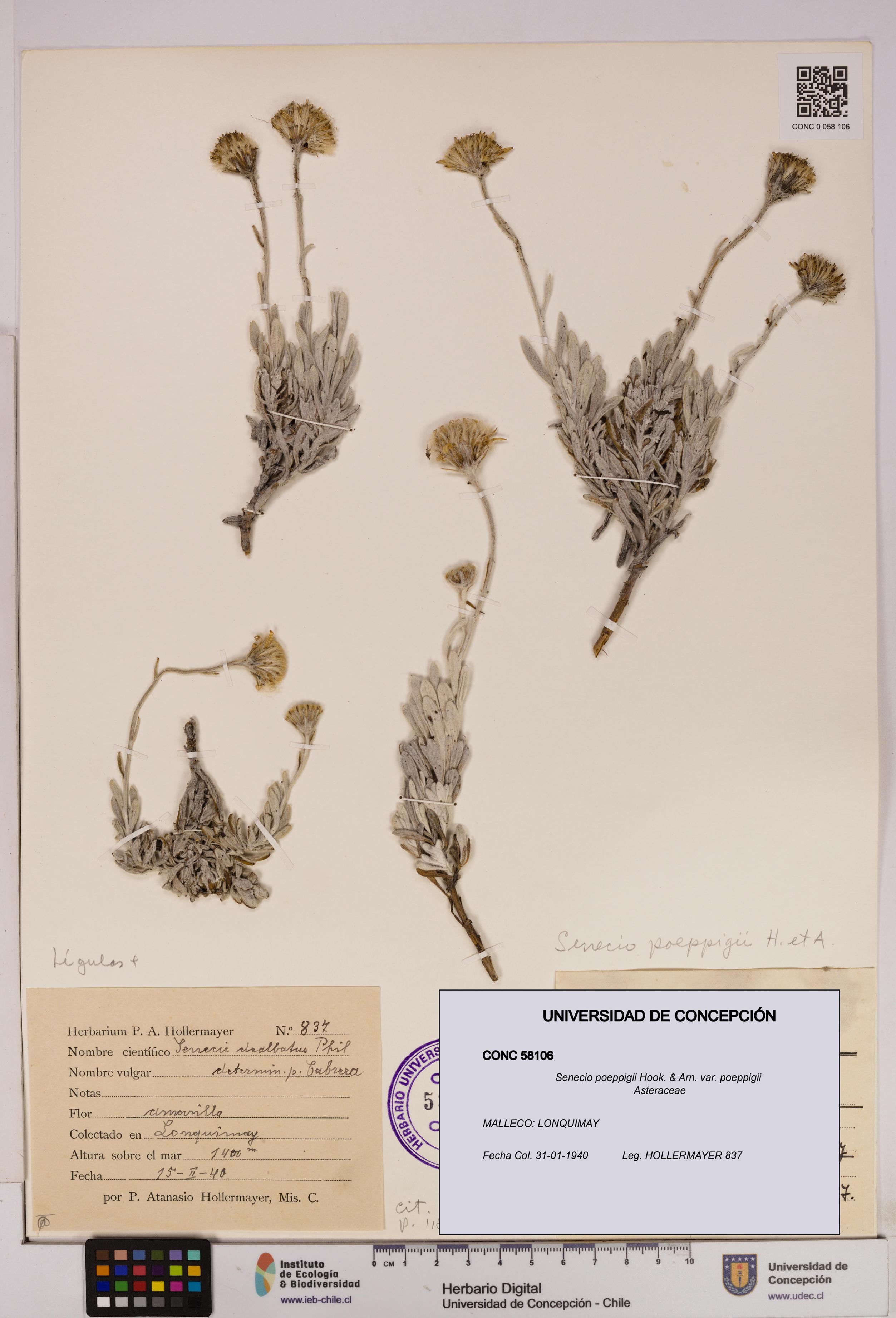 Senecio poeppigii var. poeppigii [Espécimen: ]