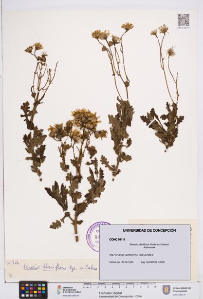 Senecio planiflorus [Espécimen: ]