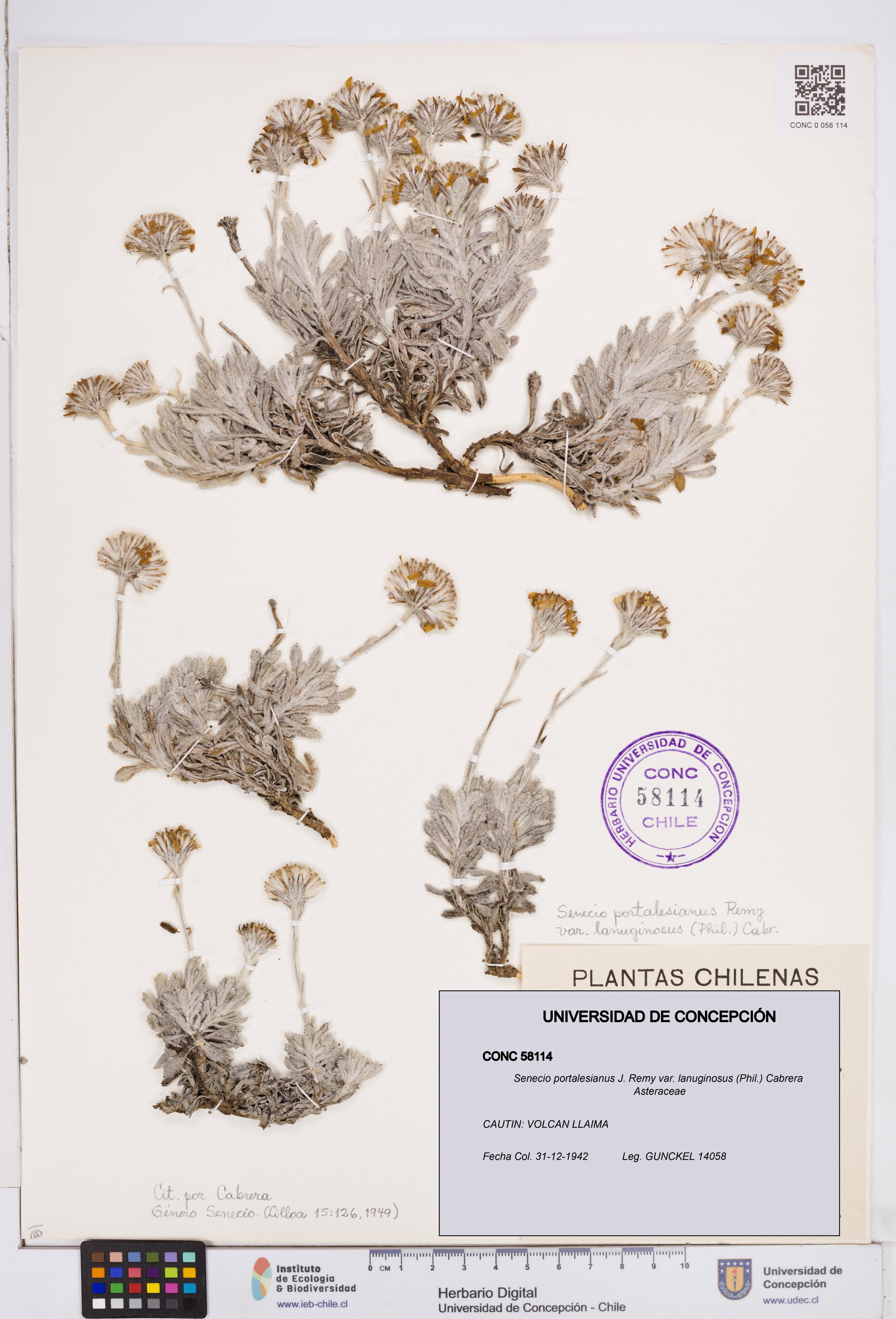 Senecio portalesianus var. lanuginosus [Espécimen: ]
