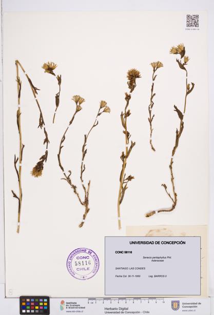 Senecio pentaphyllus [Espécimen: ]