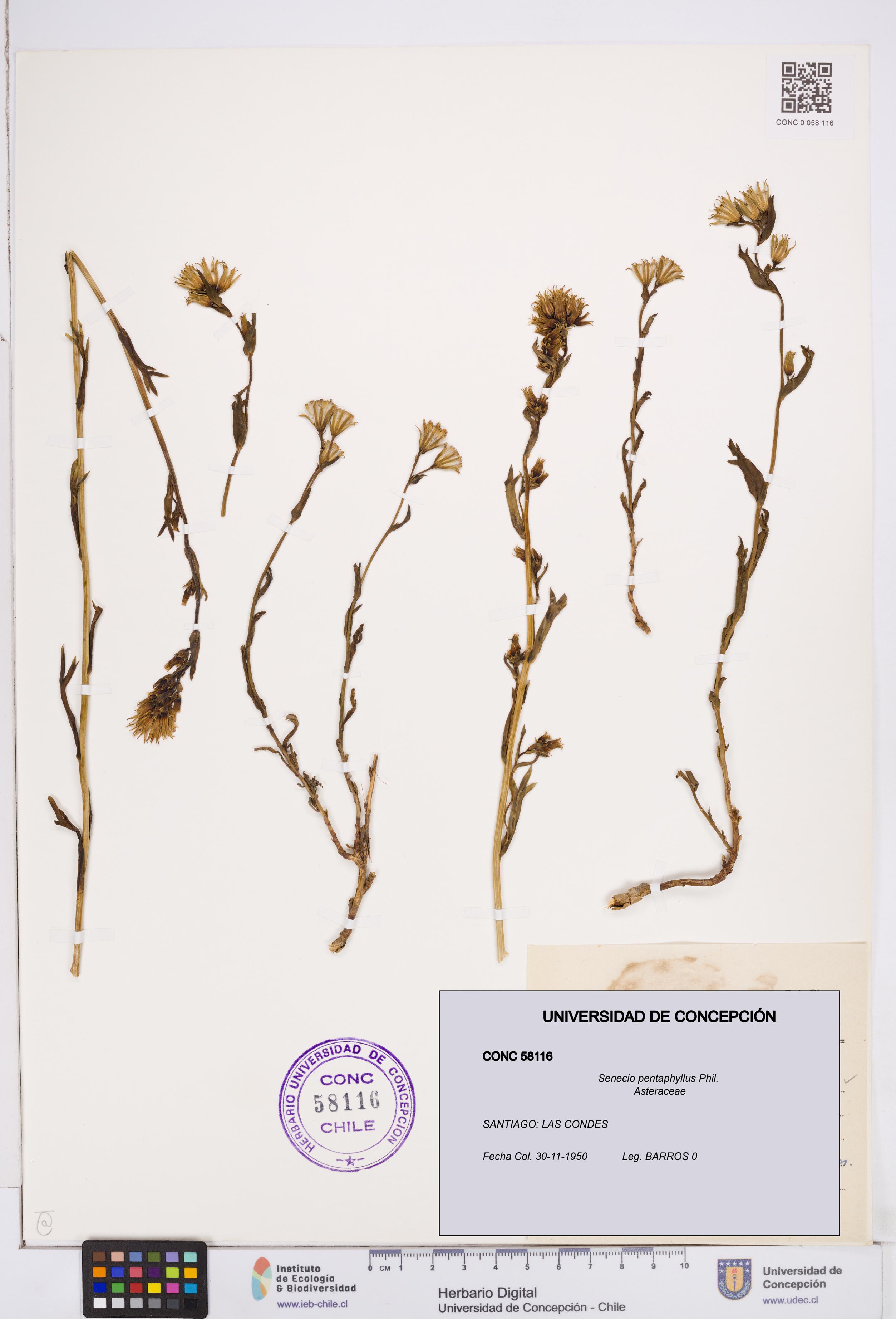 Senecio pentaphyllus [Espécimen: ]