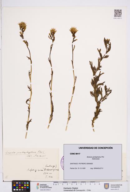 Senecio pentaphyllus [Espécimen: ]