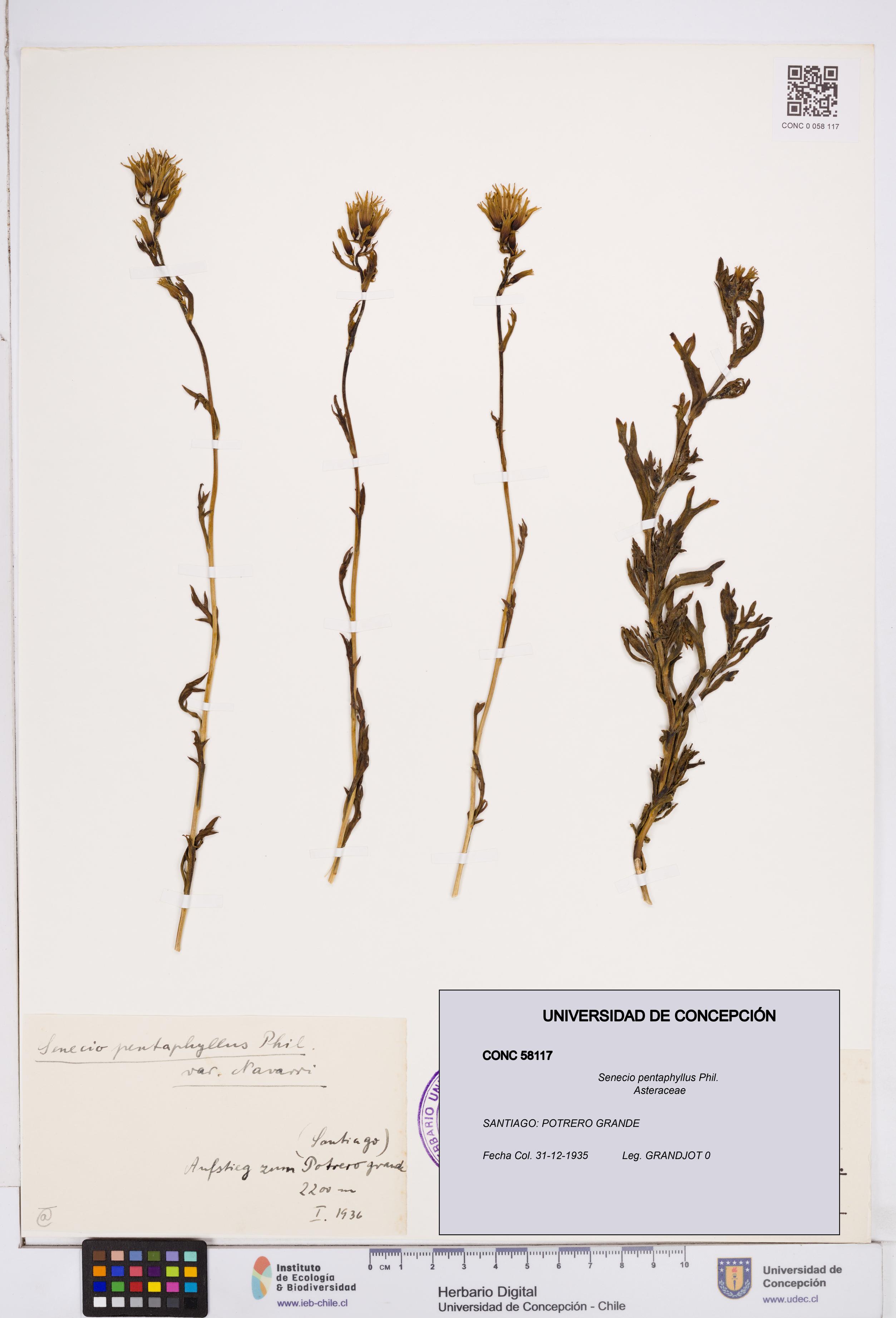 Senecio pentaphyllus [Espécimen: ]