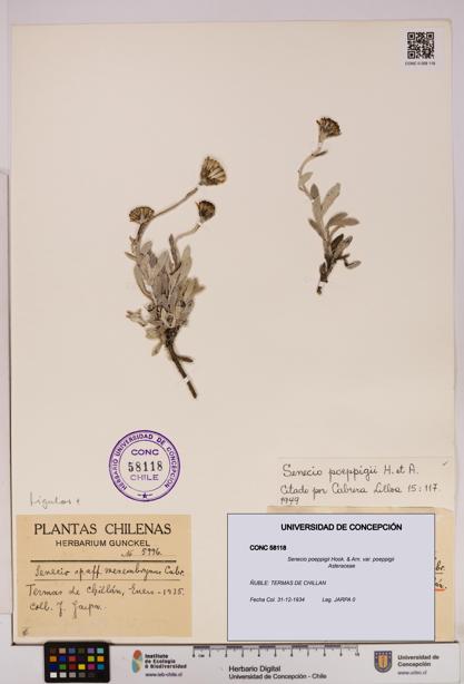 Senecio poeppigii var. poeppigii [Espécimen: ]