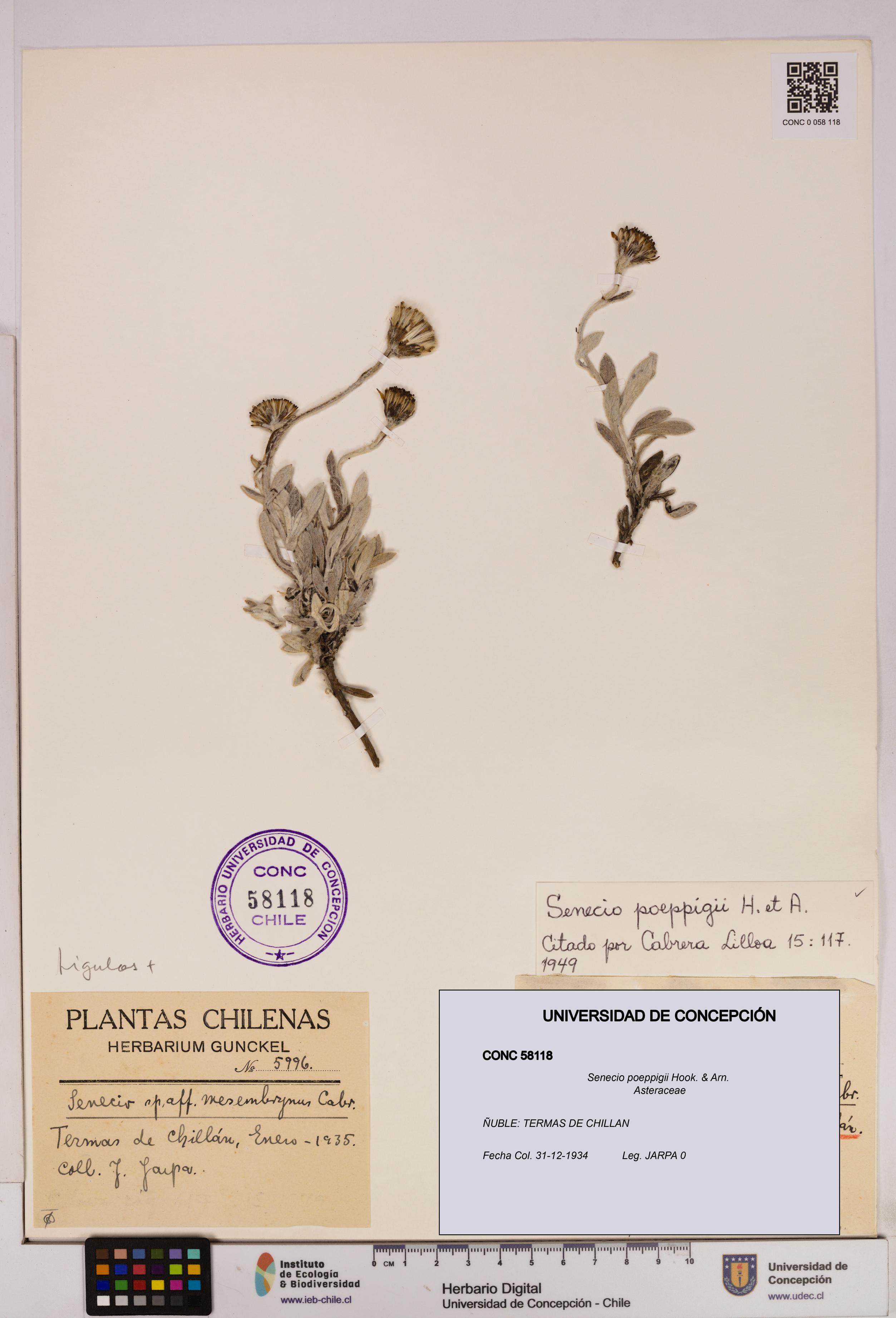 Senecio poeppigii [Espécimen: UDEC:CONC:0058118]