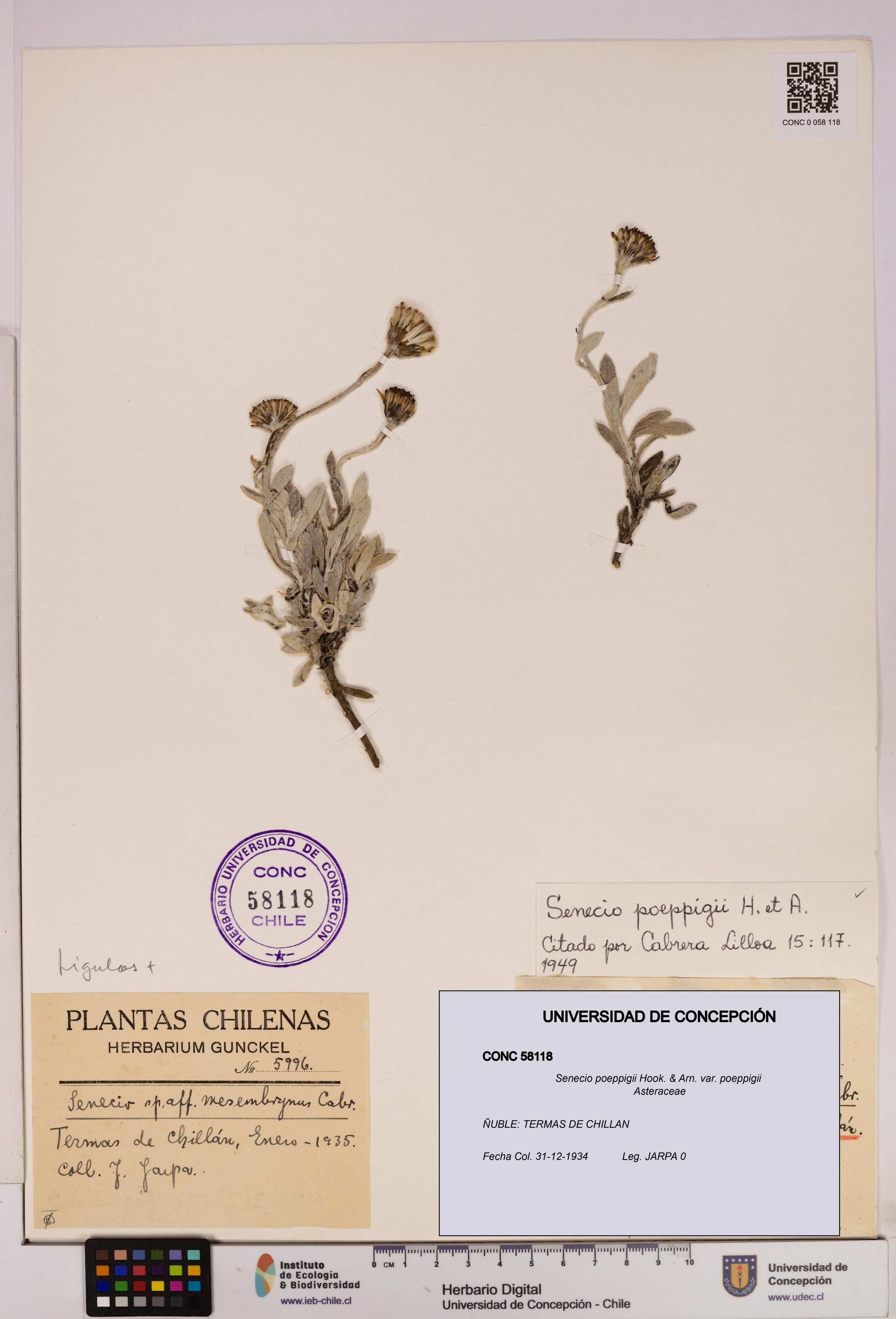 Senecio poeppigii var. poeppigii [Espécimen: ]