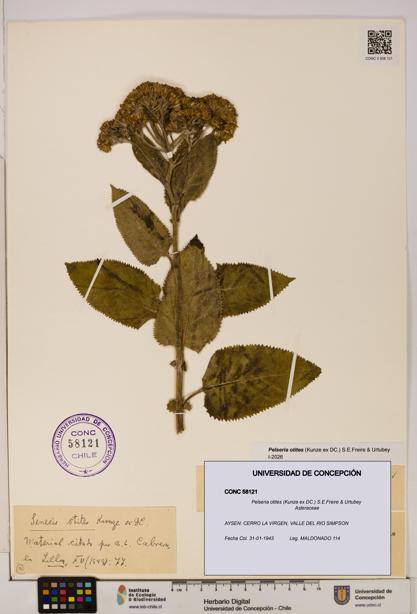 Pelseria otites [Espécimen: ]