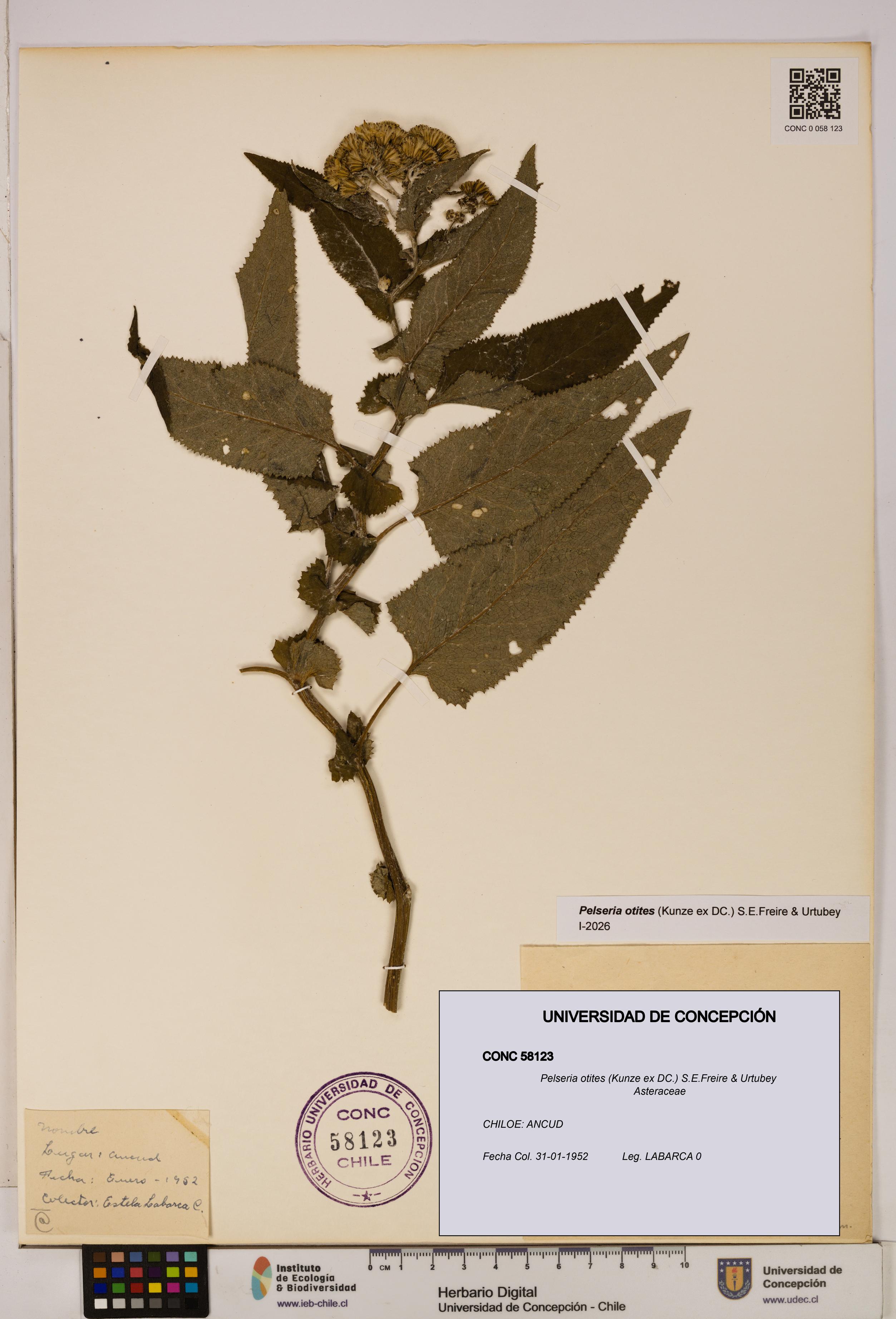 Pelseria otites [Espécimen: ]