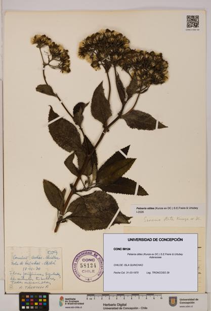 Pelseria otites [Espécimen: ]
