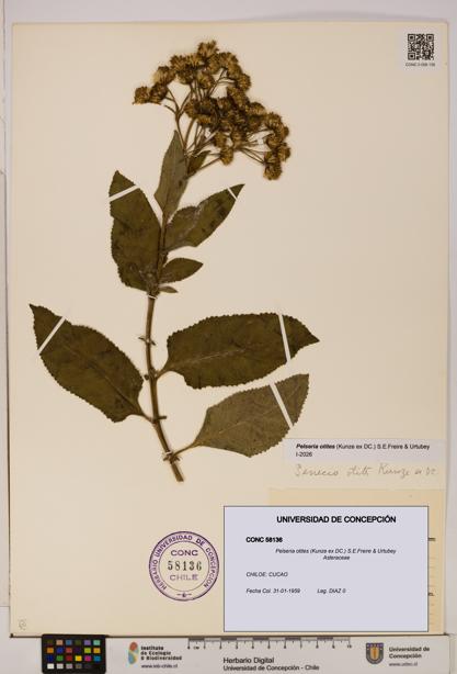 Pelseria otites [Espécimen: ]