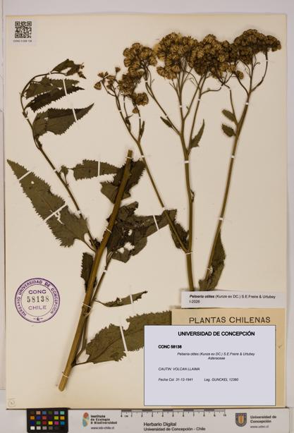 Pelseria otites [Espécimen: ]