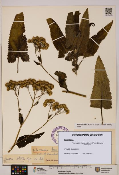 Pelseria otites [Espécimen: ]