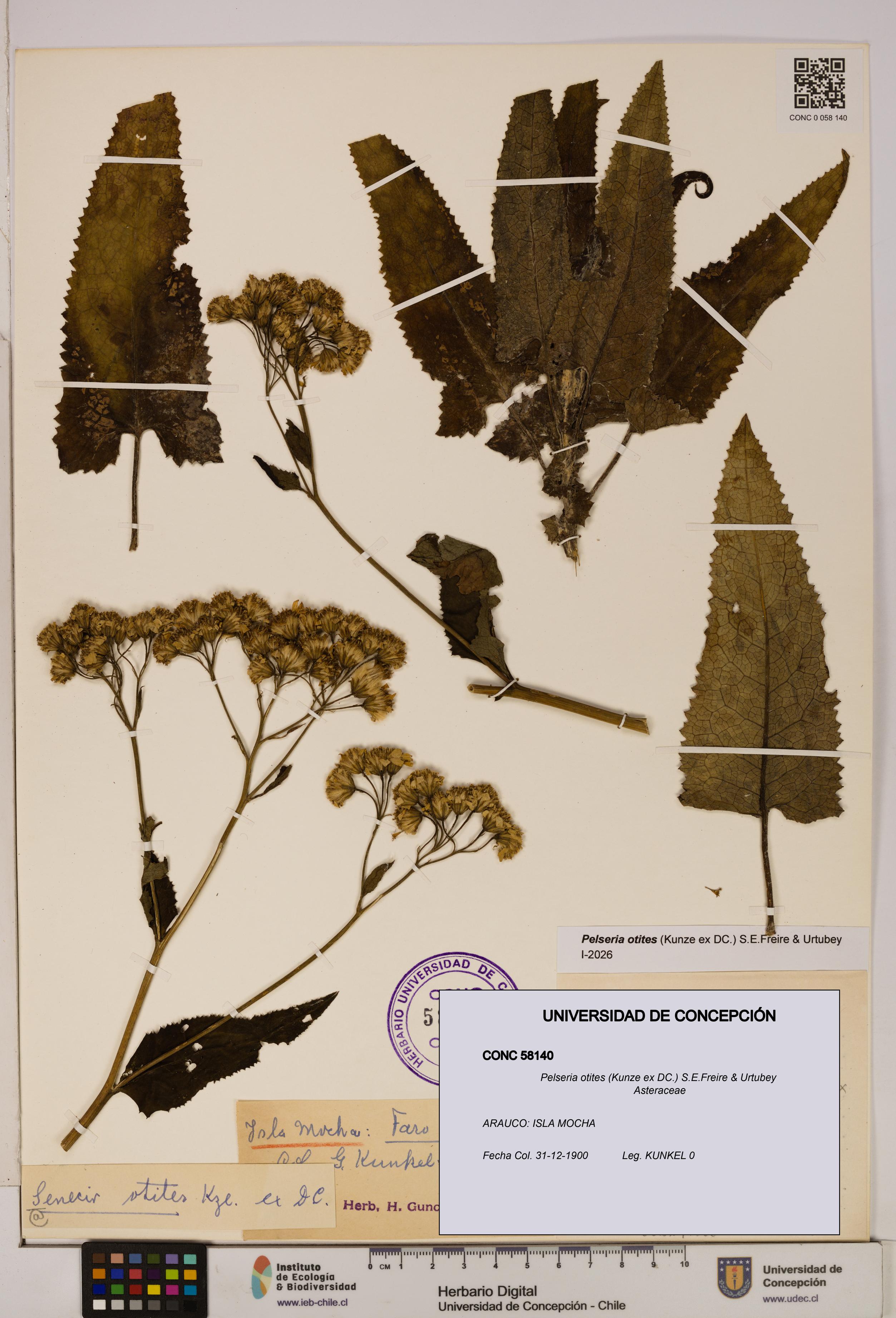 Pelseria otites [Espécimen: ]