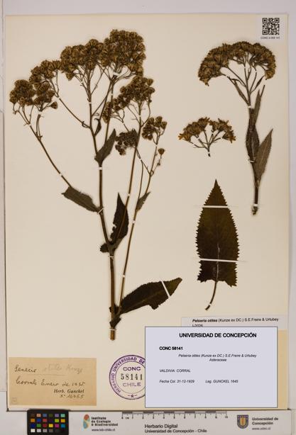Pelseria otites [Espécimen: ]