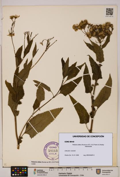 Pelseria otites [Espécimen: ]