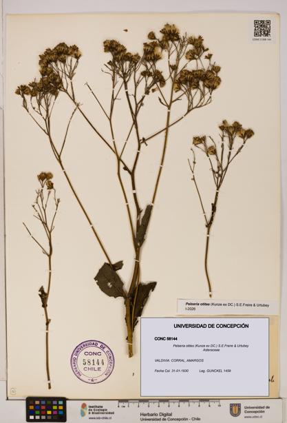 Pelseria otites [Espécimen: ]