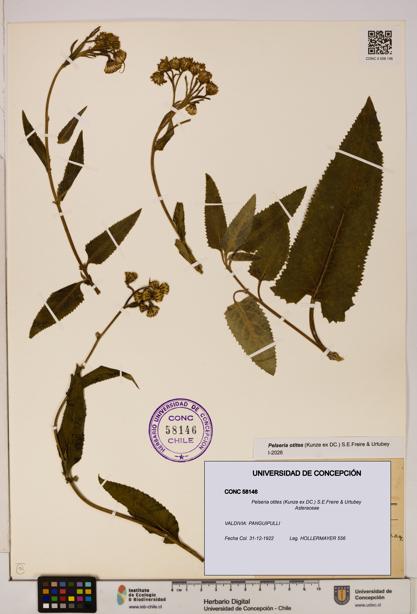 Pelseria otites [Espécimen: ]