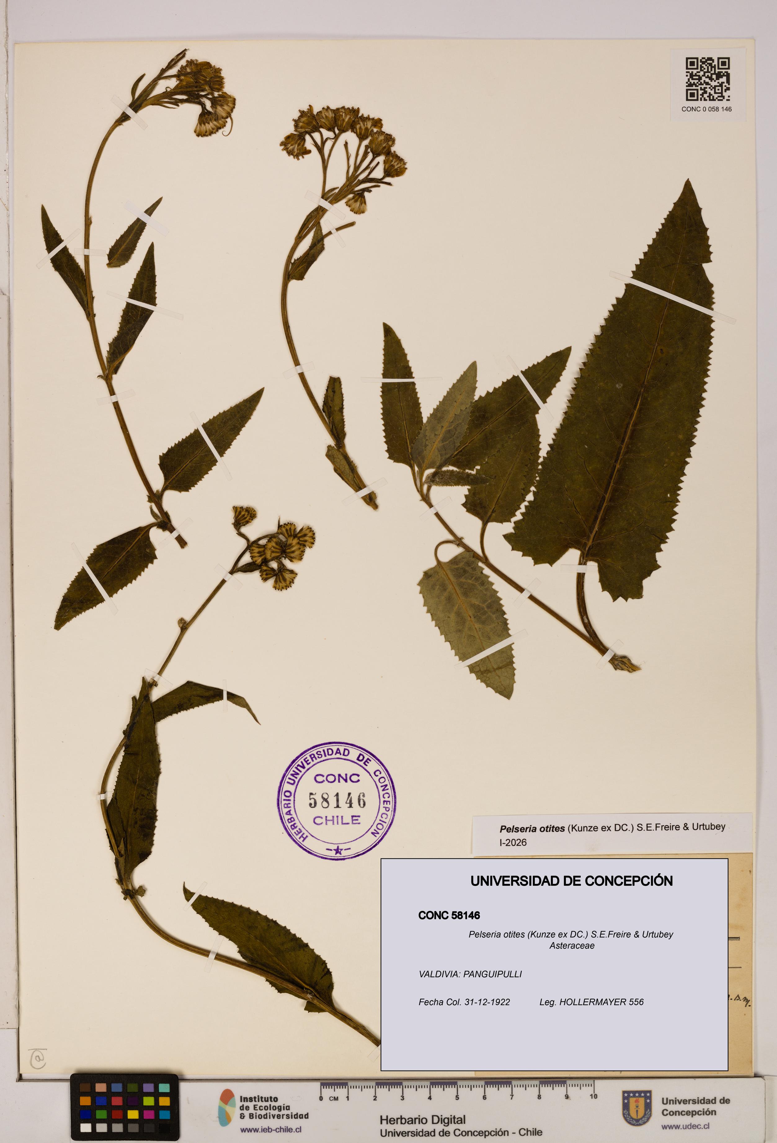 Pelseria otites [Espécimen: ]