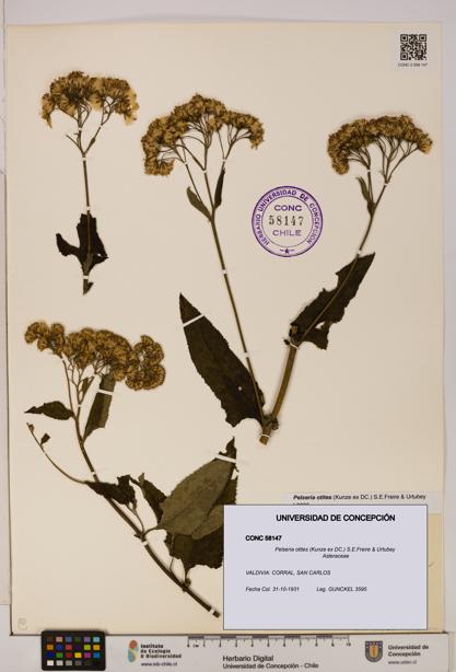 Pelseria otites [Espécimen: ]
