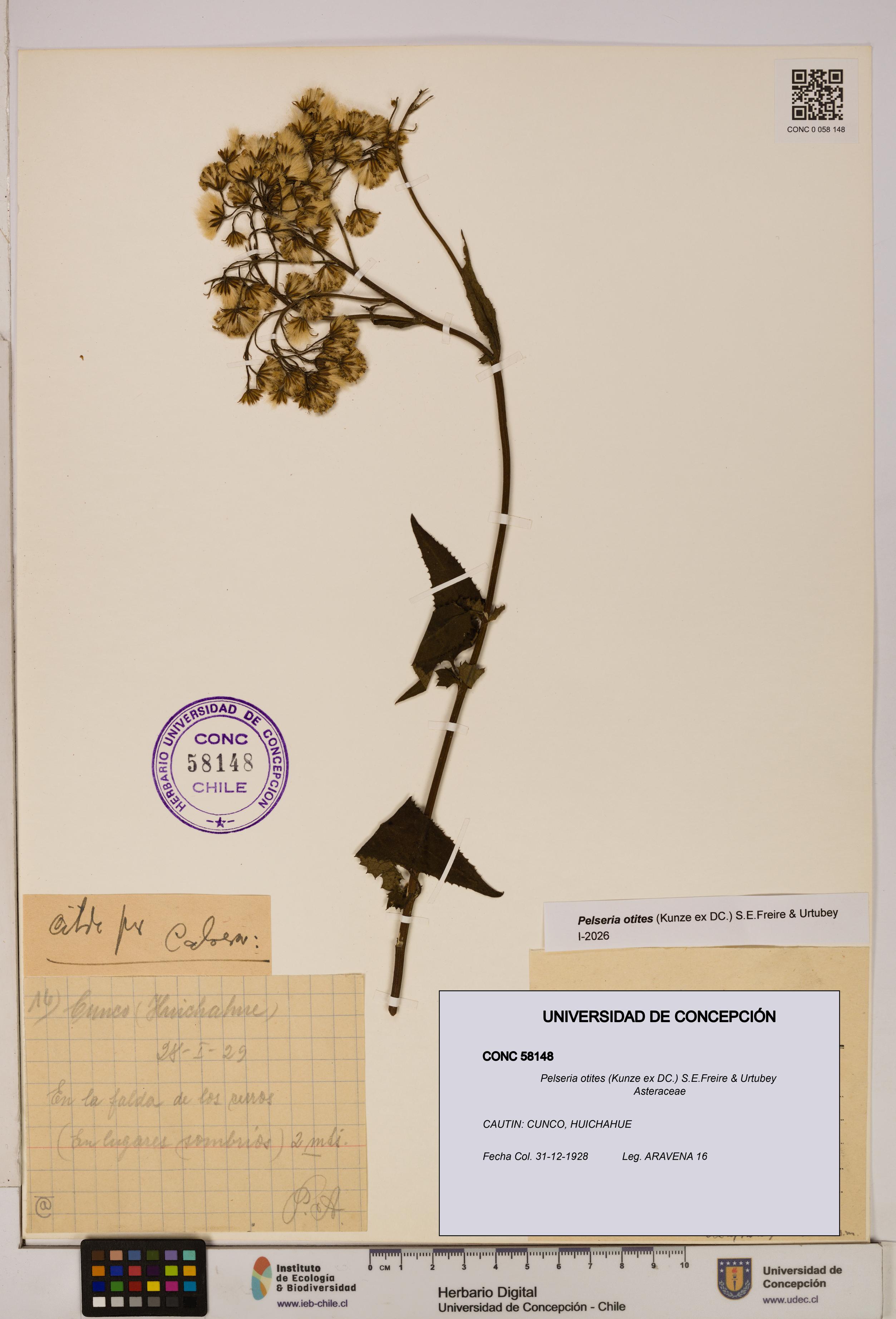 Pelseria otites [Espécimen: ]