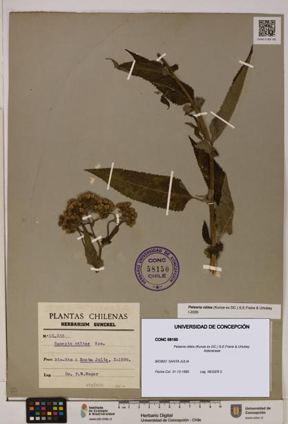 Pelseria otites [Espécimen: ]
