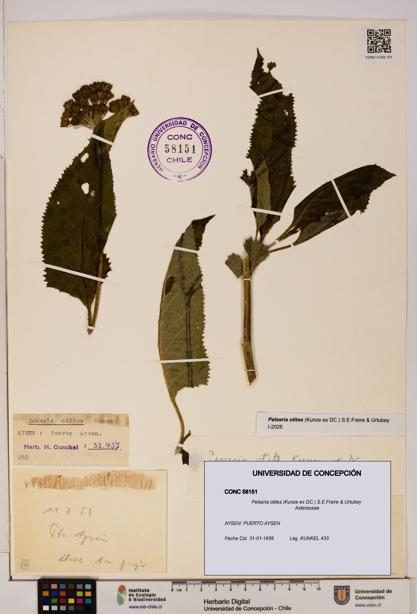 Pelseria otites [Espécimen: ]