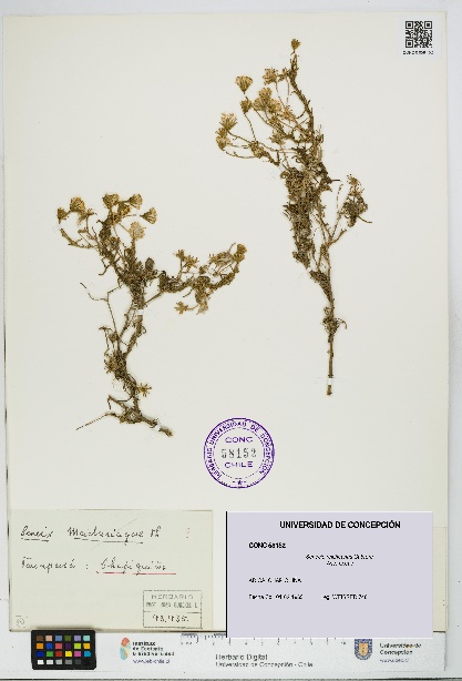 Senecio reicheanus [Espécimen: UDEC:CONC:0058152]