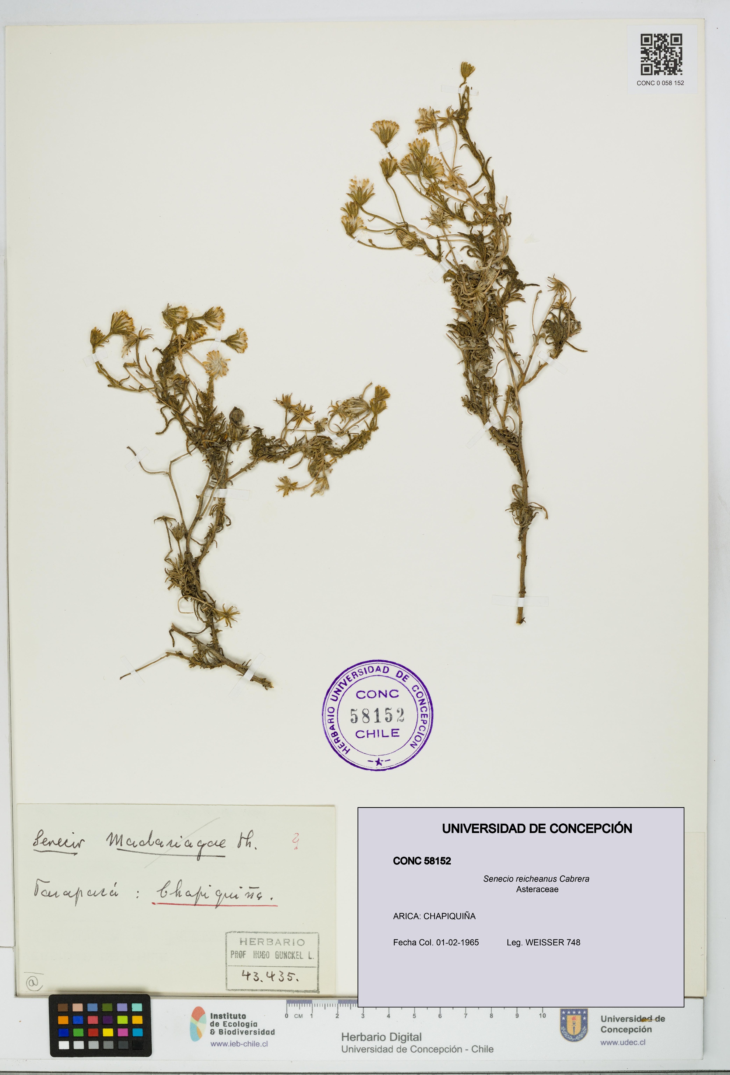 Senecio reicheanus [Espécimen: UDEC:CONC:0058152]
