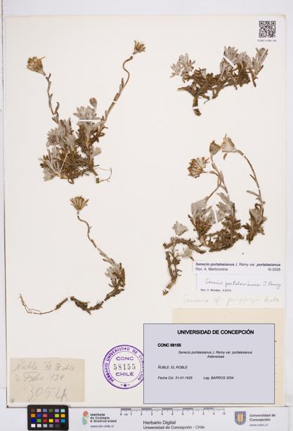 Senecio portalesianus var. portalesianus [Espécimen: ]