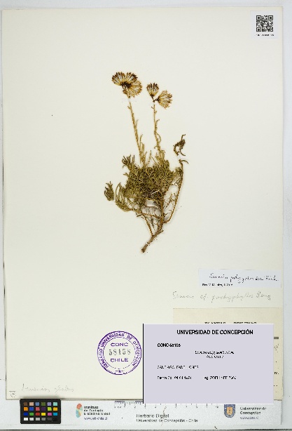 Senecio polygaloides [Espécimen: UDEC:CONC:0058158]