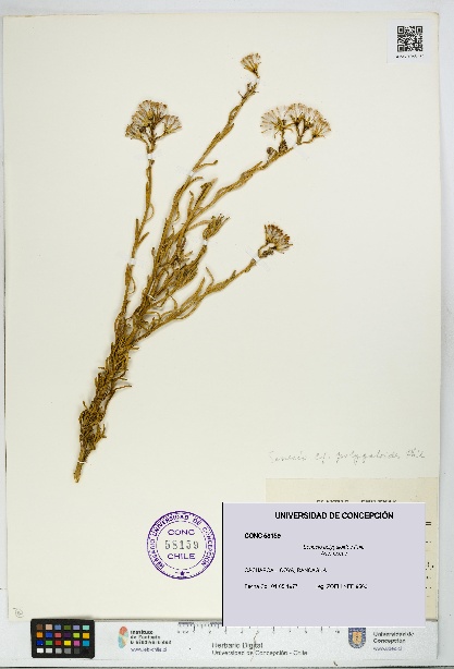 Senecio polygaloides [Espécimen: UDEC:CONC:0058159]