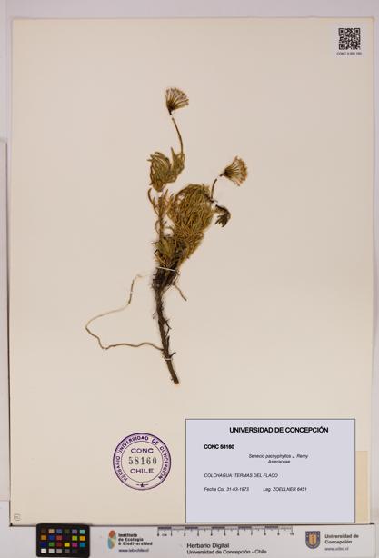 Senecio pachyphyllos [Espécimen: UDEC:CONC:0058160]