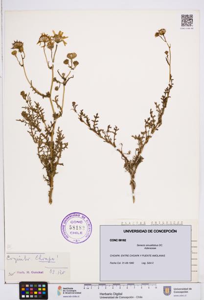 Senecio sinuatilobus [Espécimen: ]
