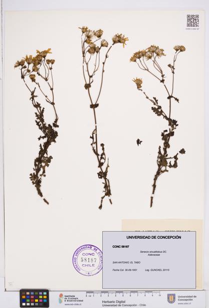 Senecio sinuatilobus [Espécimen: ]