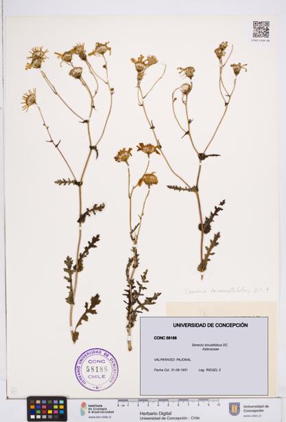 Senecio sinuatilobus [Espécimen: ]