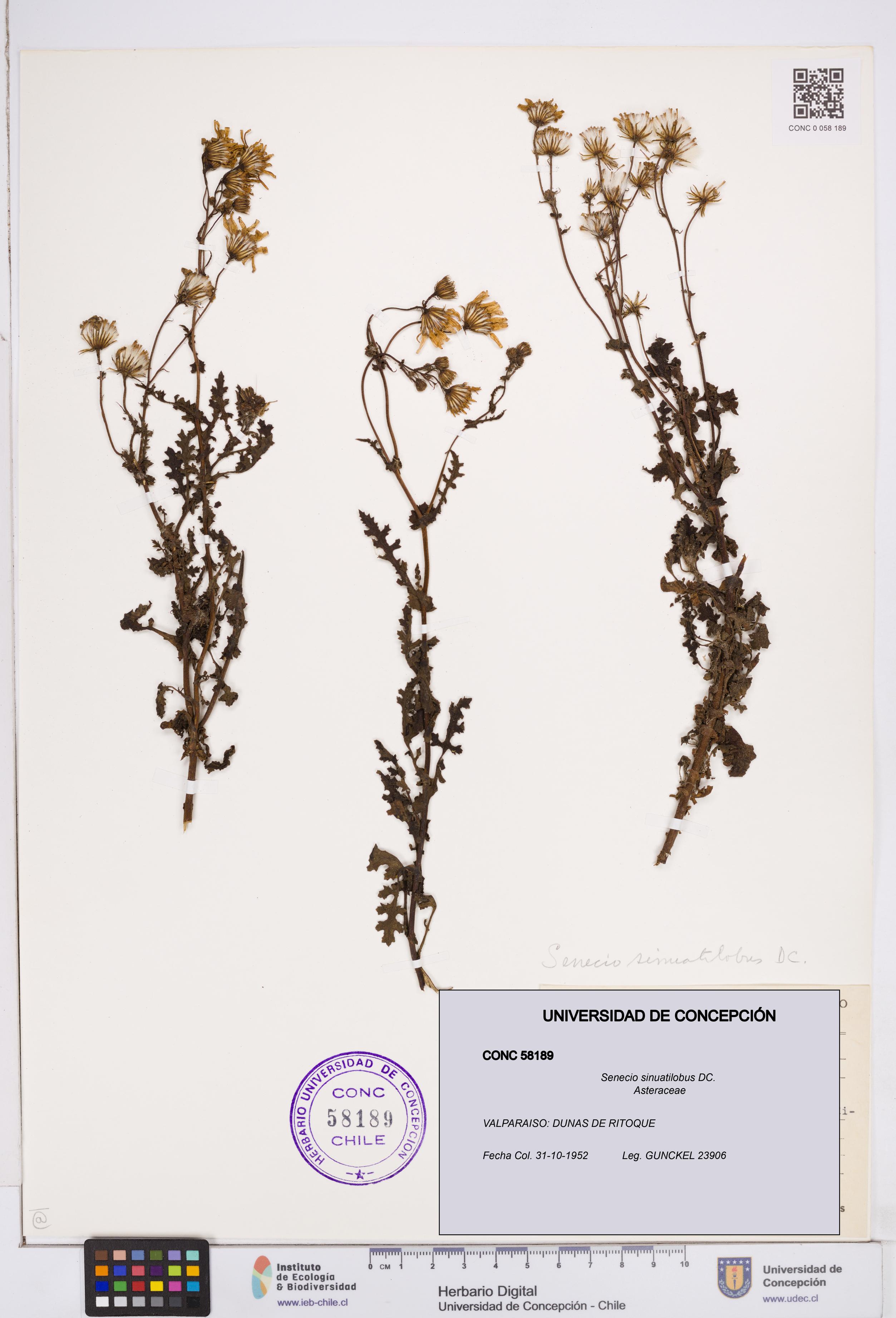 Senecio sinuatilobus [Espécimen: ]