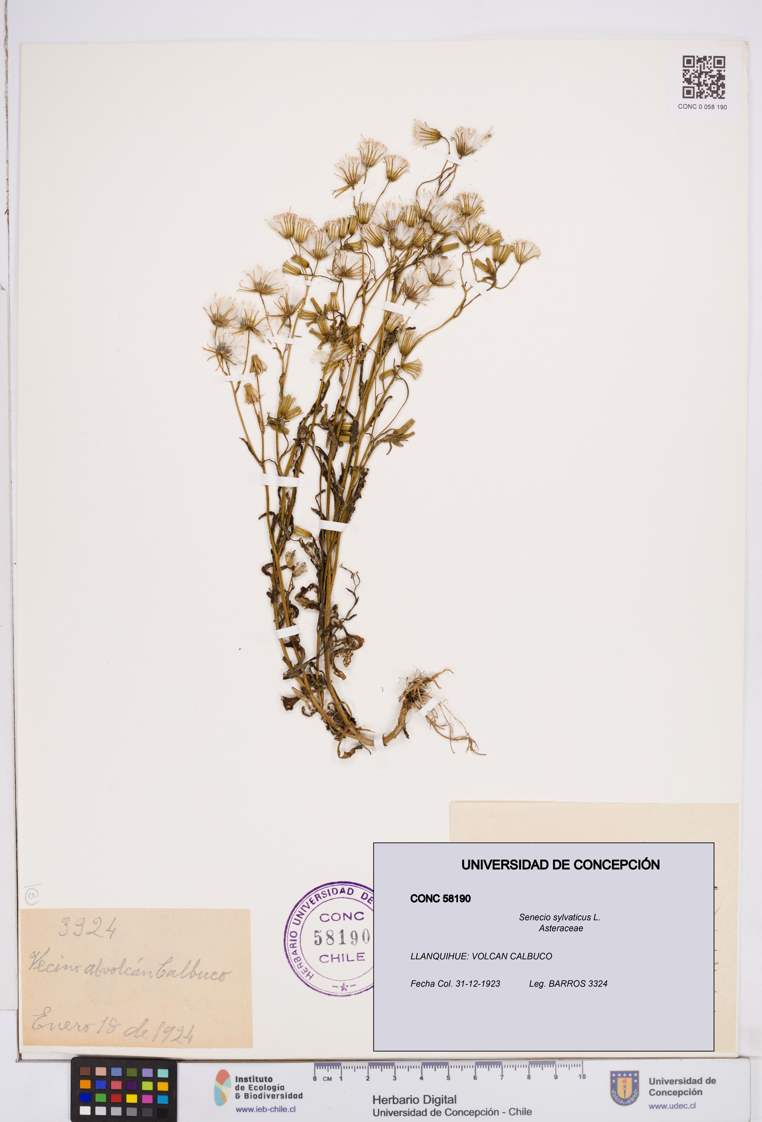 Senecio sylvaticus [Espécimen: ]