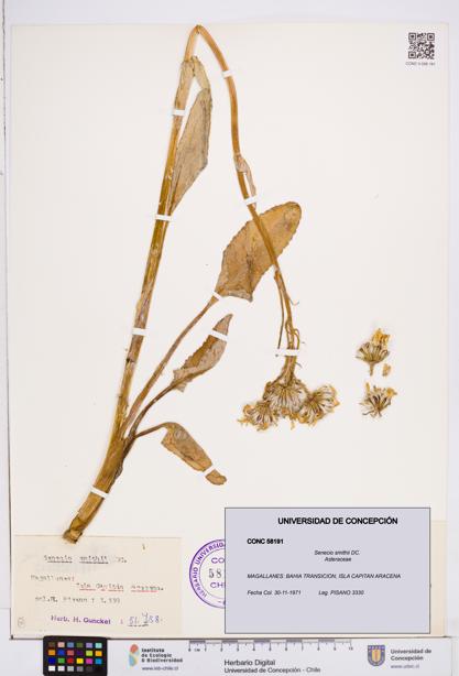 Senecio smithii [Espécimen: ]