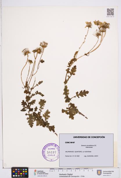 Senecio sinuatilobus [Espécimen: ]