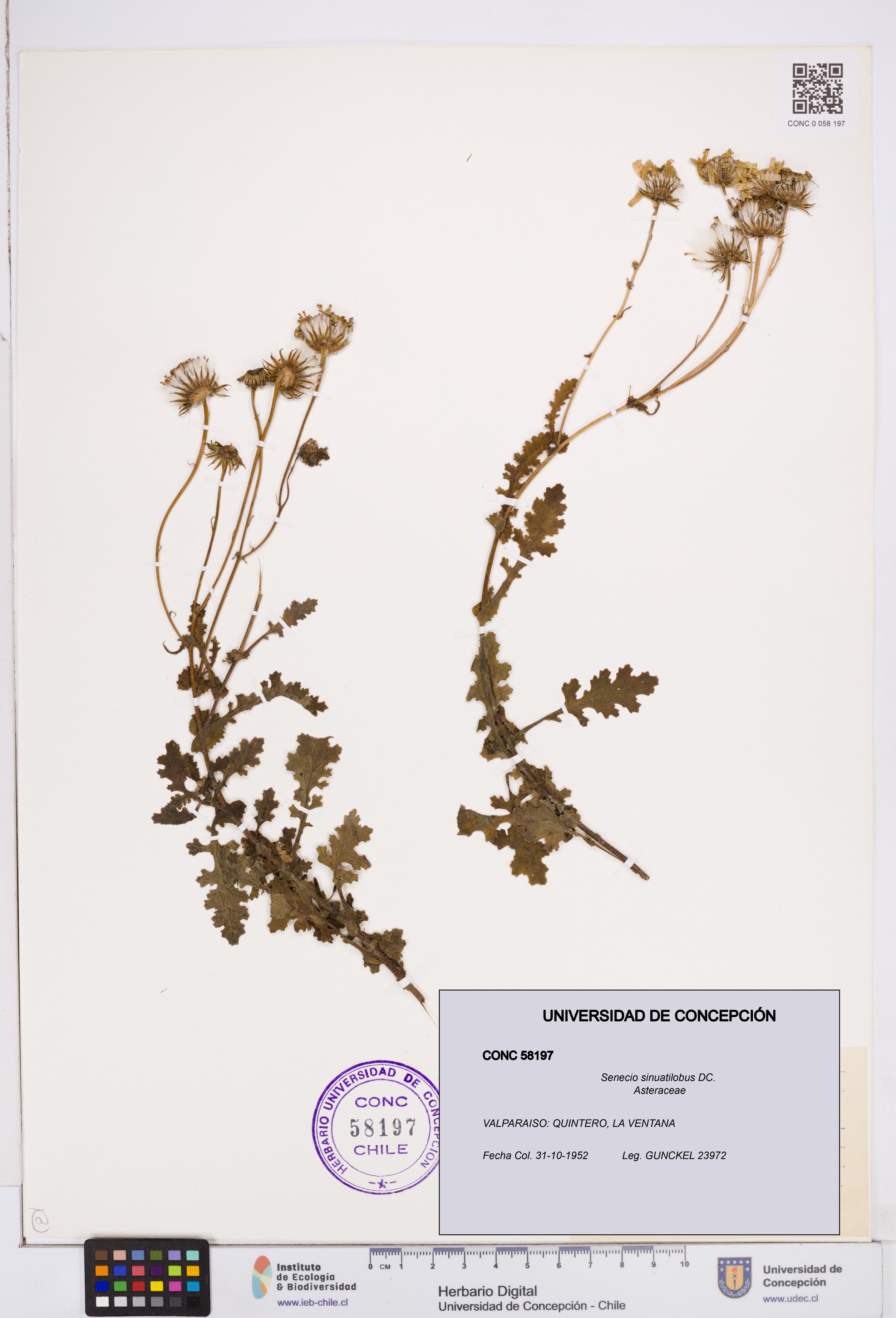 Senecio sinuatilobus [Espécimen: ]