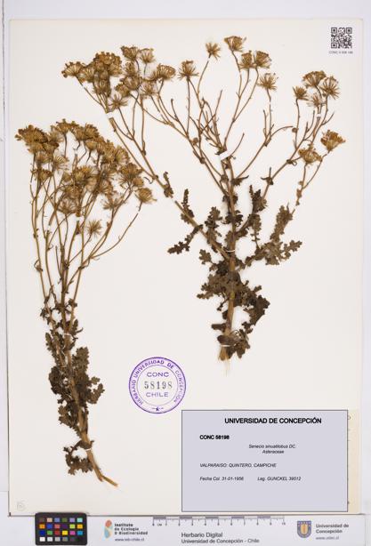 Senecio sinuatilobus [Espécimen: ]