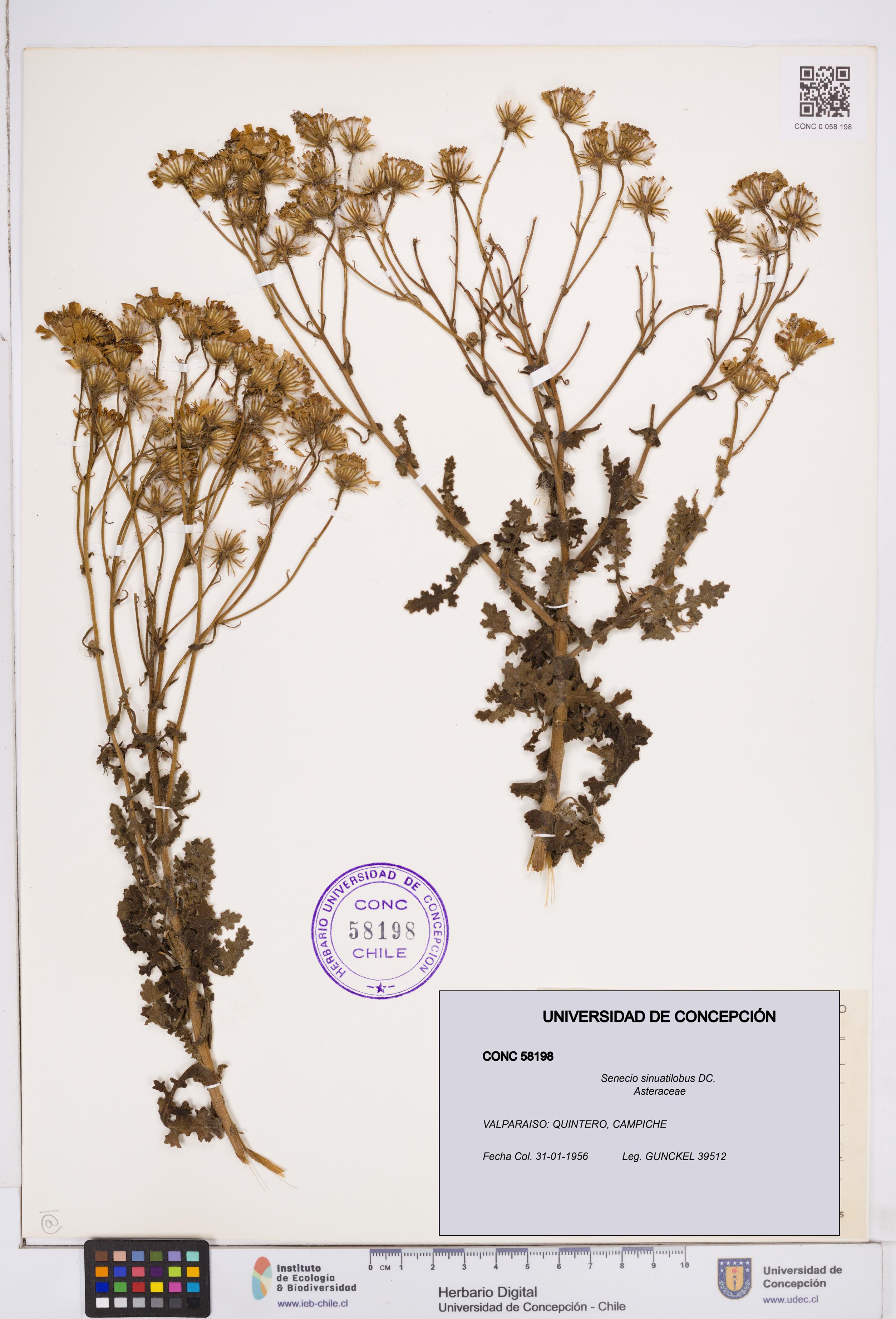 Senecio sinuatilobus [Espécimen: ]