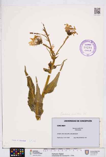 Senecio smithii [Espécimen: ]