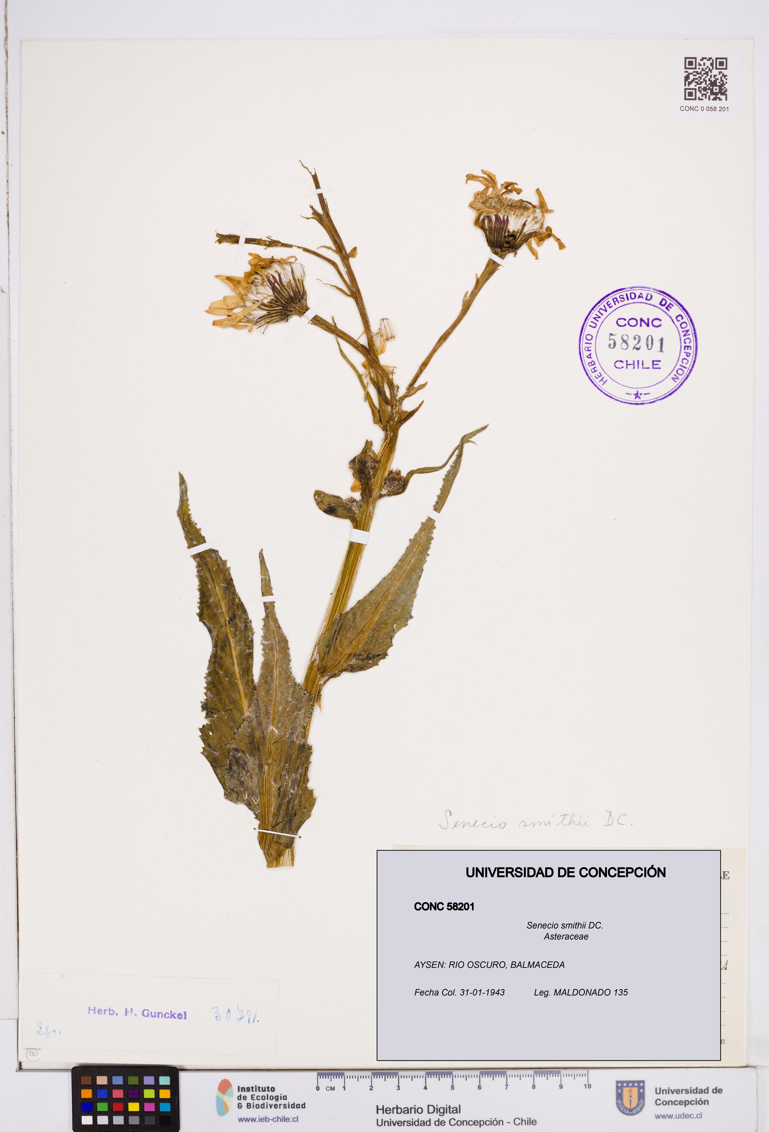 Senecio smithii [Espécimen: ]