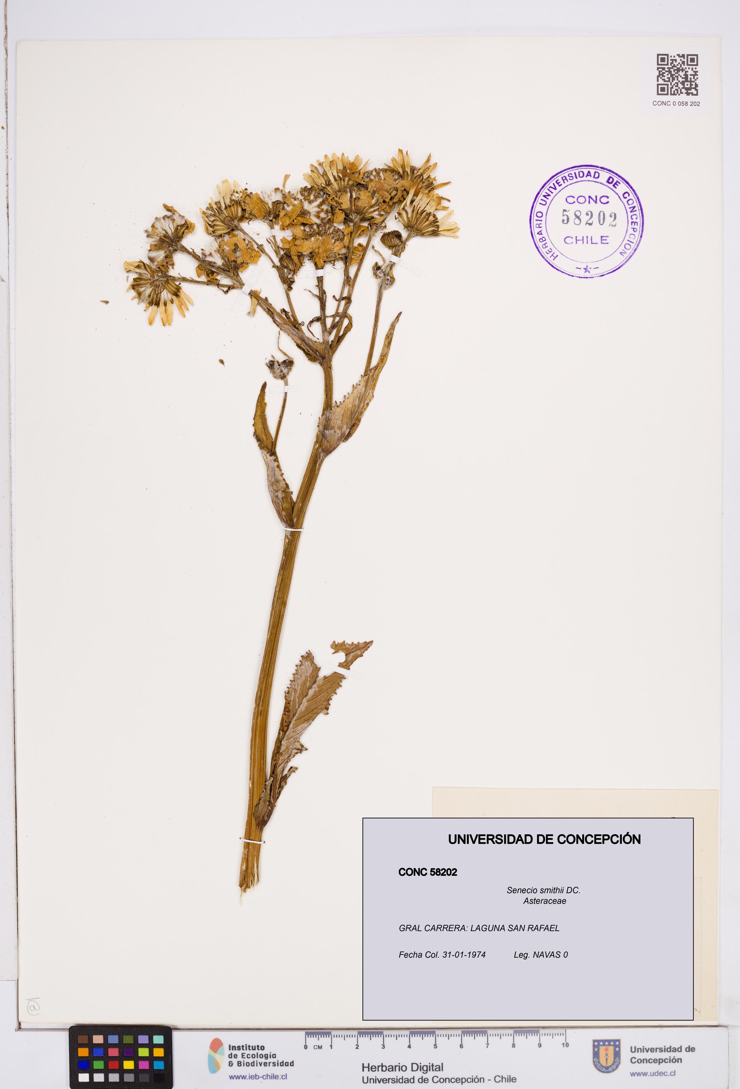 Senecio smithii [Espécimen: ]