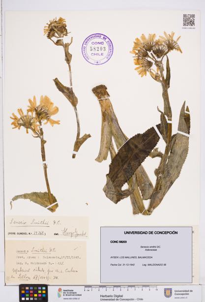 Senecio smithii [Espécimen: ]