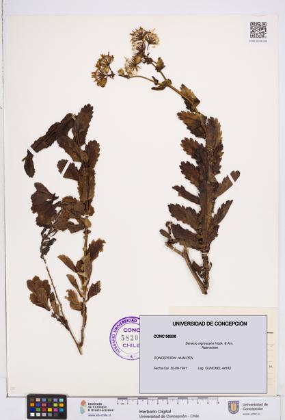 Senecio nigrescens [Espécimen: ]