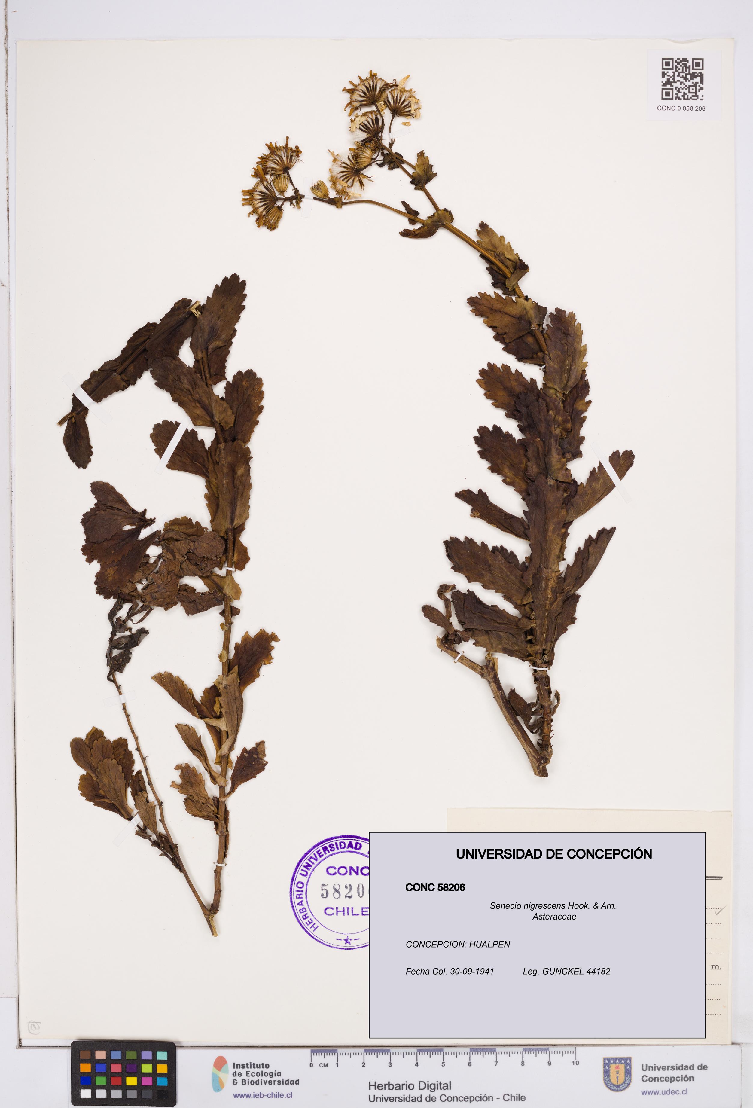 Senecio nigrescens [Espécimen: ]