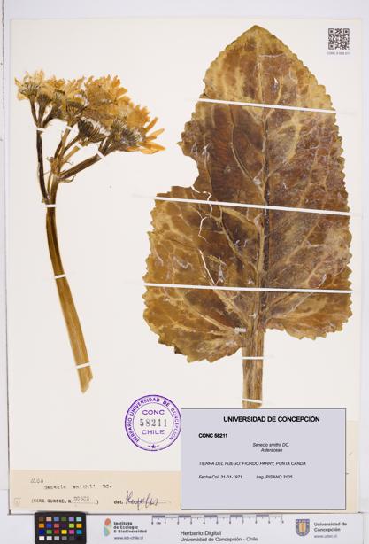 Senecio smithii [Espécimen: ]
